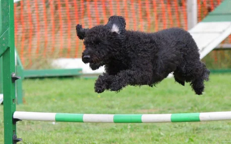 The Importance of Exercise for Your Dog’s Well-Being