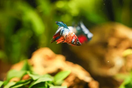 Which Pet Should You Choose Based on Your Lifestyle?